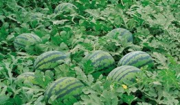 长兴网红吃瓜群微信号是多少,长兴网红吃瓜群微信号背后的神秘世界